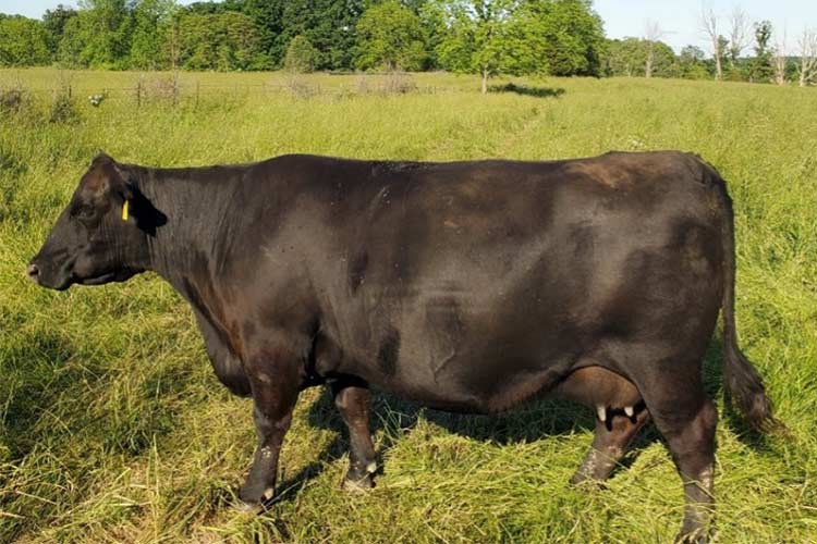 RAA Blackcap 64 Reg# 18662758
